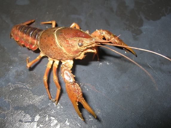 Crustacea