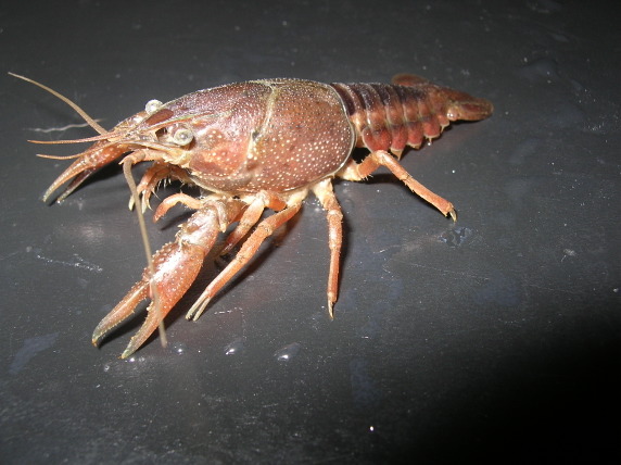 Decapoda