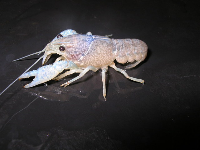 Photo of Procambarus alleni