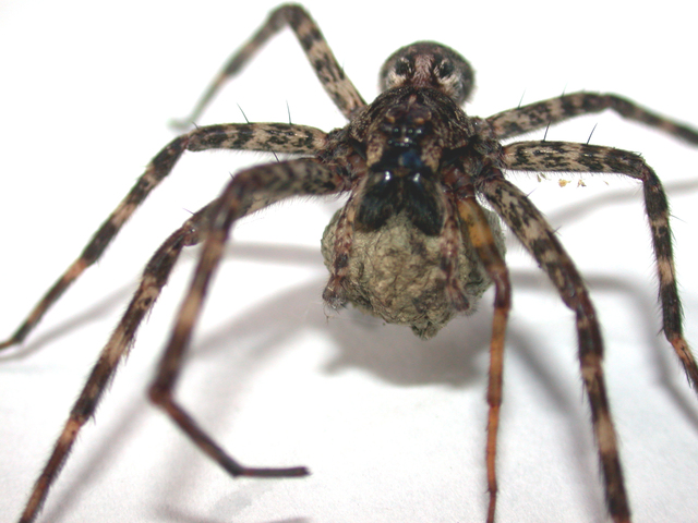 Photo of Dolomedes tenebrosus