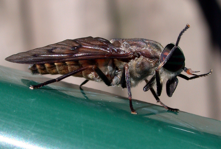 Photo of Hybomitra lasiophthalma