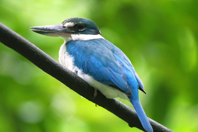 1133384.CollardKingfisher