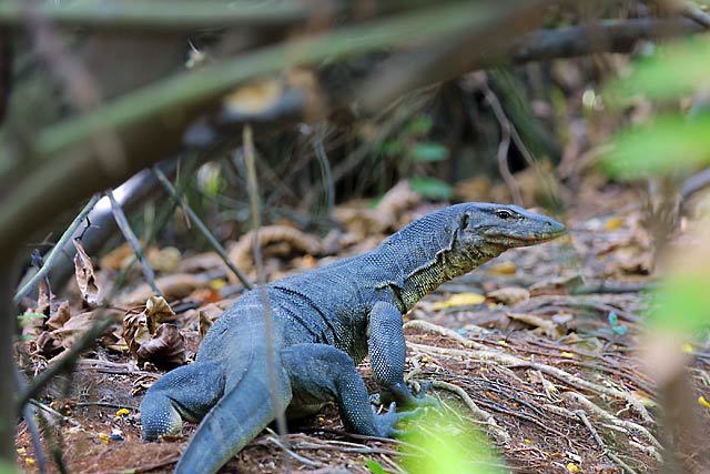 Photo of Varanus salvator