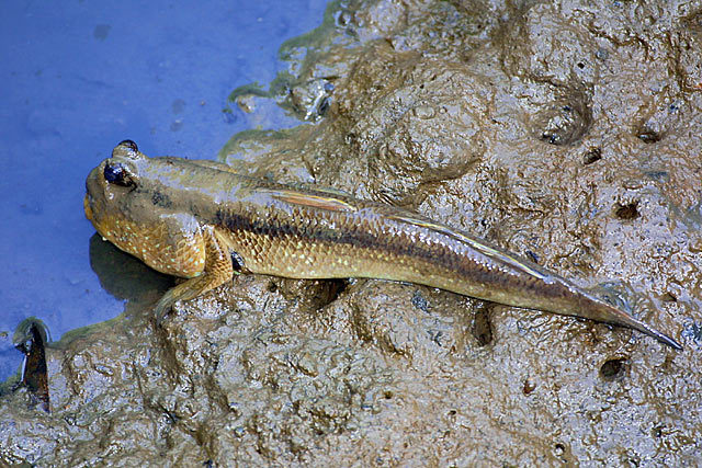 1133437.GiantMudskipper