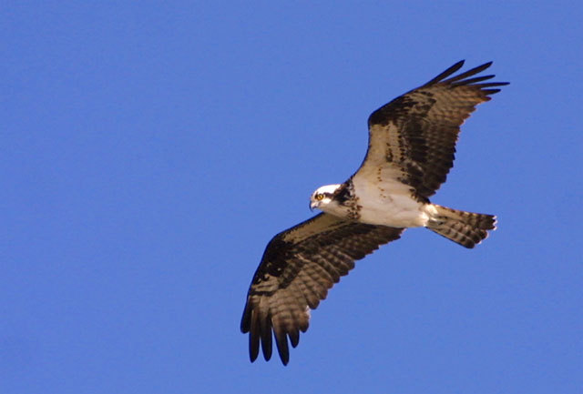 Falconiformes