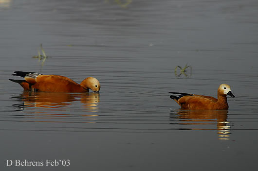 12971731.RuddyShelduck