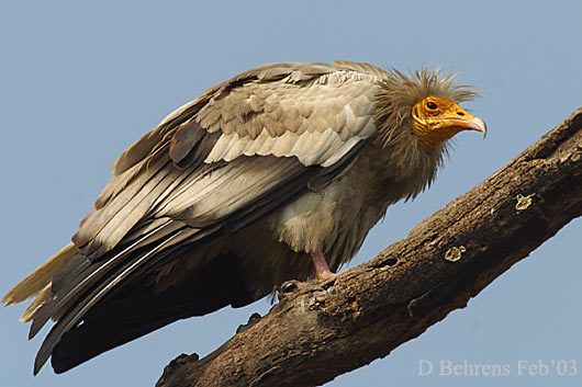 12971888.EgyptianVulture