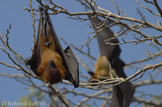 12971926.FlyingFoxes