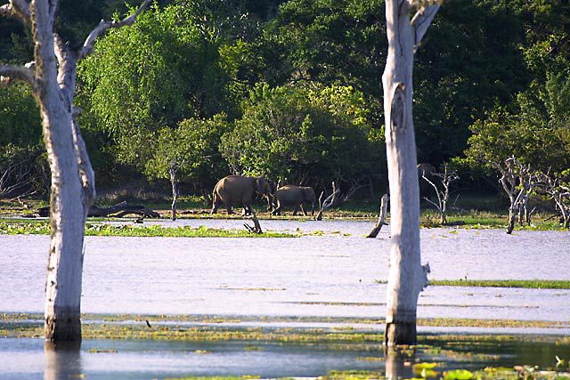 1854417.AsianElephants