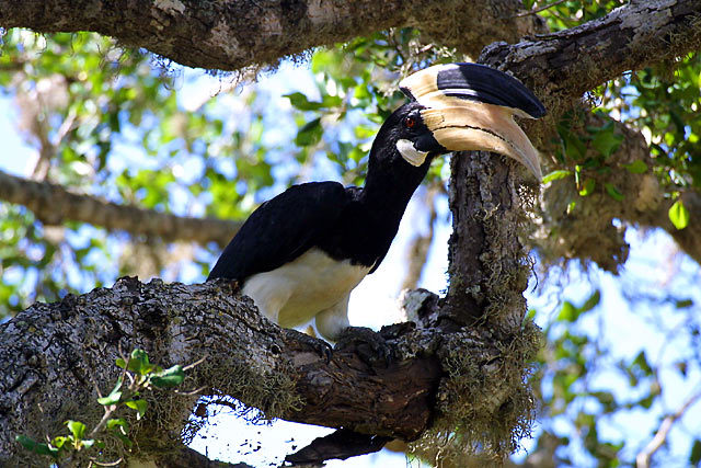 1854420.MalabarPiedHornbill