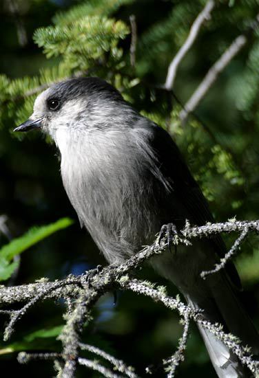 Perisoreus canadensis