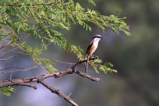 875027.LongTailedShrike