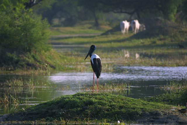 Eumetazoa