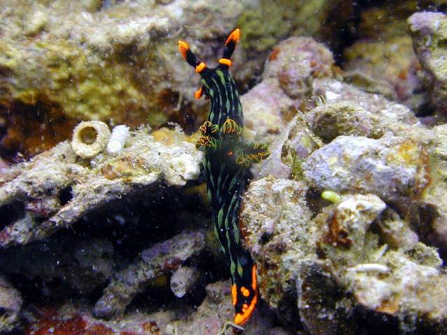 Nudibranchia