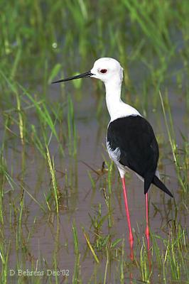 9579238.BlackwingedStilt2