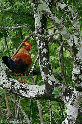 9579465.SriLankaJunglefowl