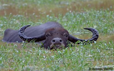 9579566.WaterBuffalo