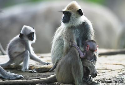 9579755.CommonLangur2