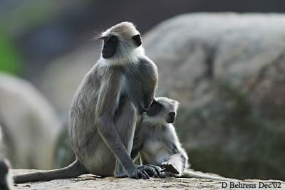 9579757.CommonLangur3