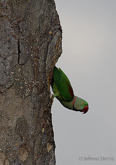 AlexandrineParakeet