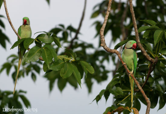 AlexandrineParakeets