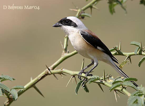 BayBackedShrike