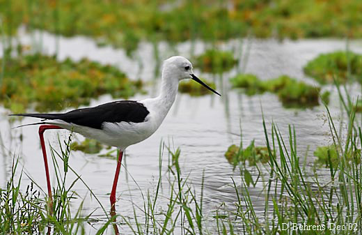 Black-winged-Stilt