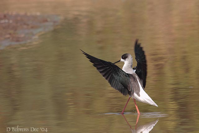 BlackWingedStilt