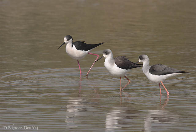 BlackwingedStilts