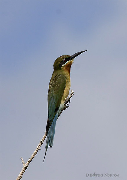 BluetailedBeeeater