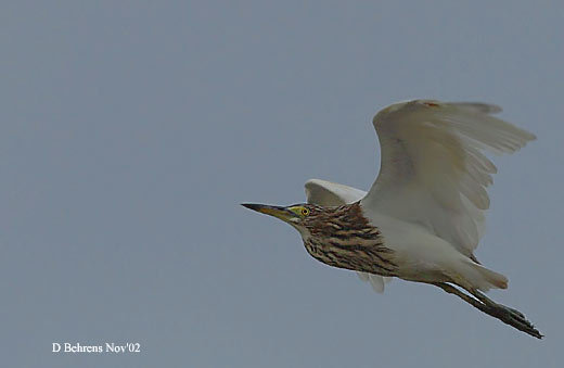 ChinesePondHeron