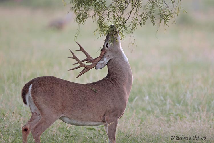 Odocoileus