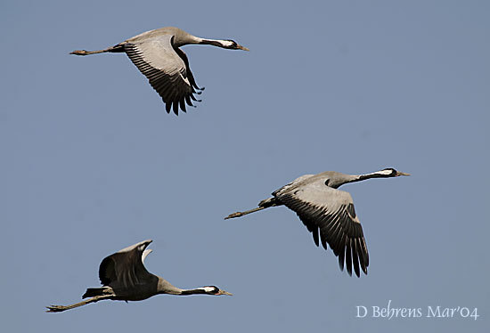 CommonCranes