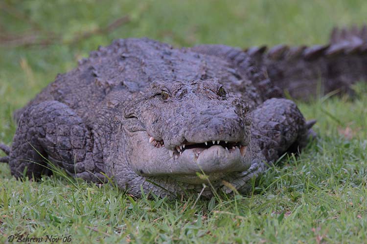 Croc