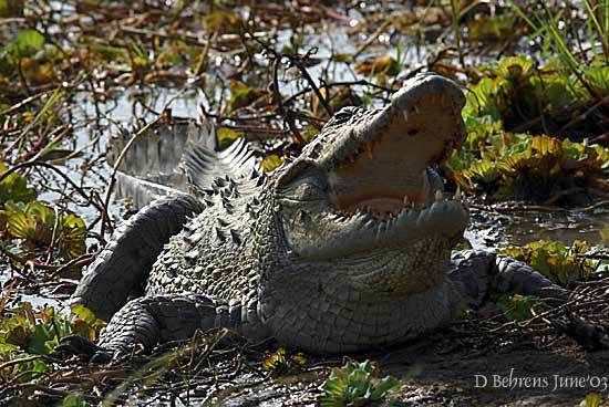 Crocsmile