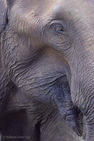 Elephantportrait