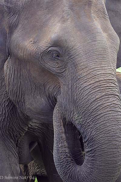 Elephantportrait2