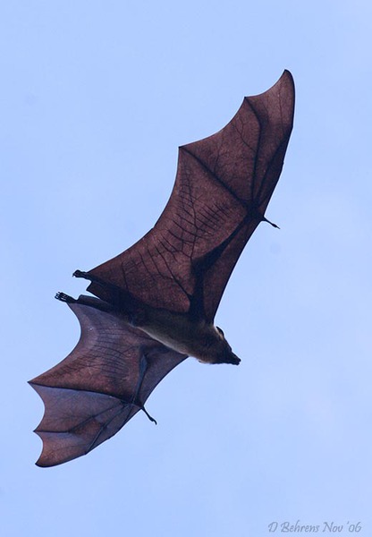 Chiroptera