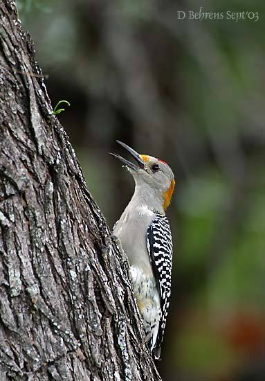 GFWoodpecker