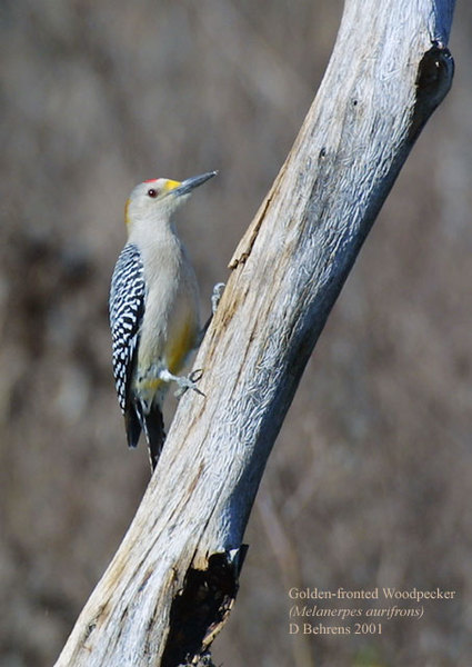 GoldenfrontedWoodpecker