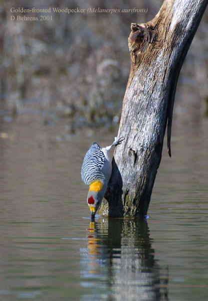 GoldenfrontedWoodpecker2