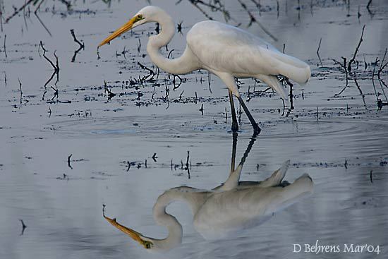 GreatEgret