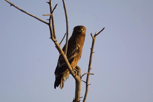 Greater_Spotted_Eagle_Juv