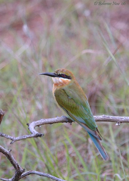 GreenBeeeater