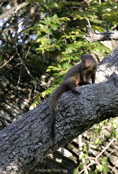 GreyMongoosemale