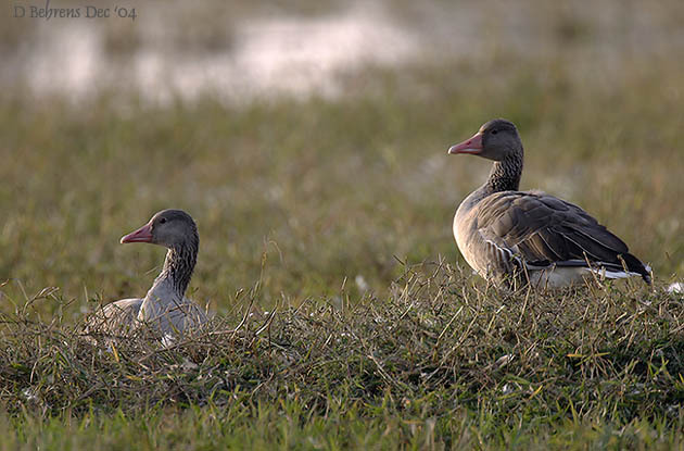 Anseriformes