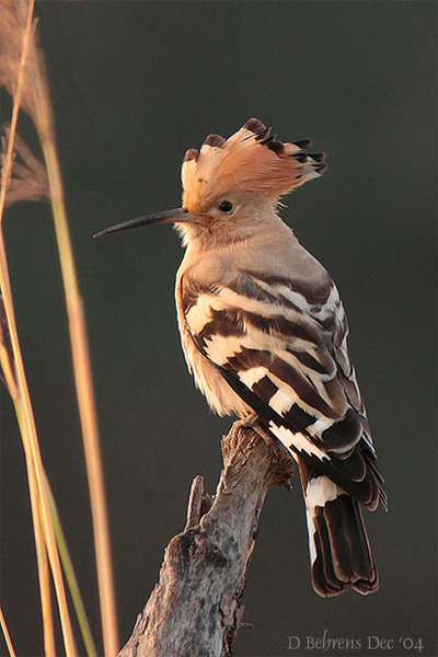 Hoopoe