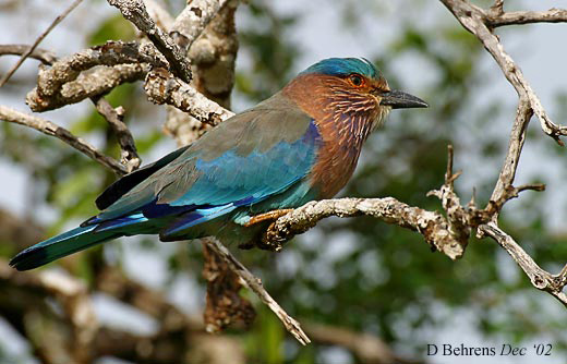 Indian-Roller