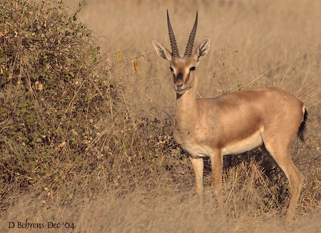 IndianGazellebuck