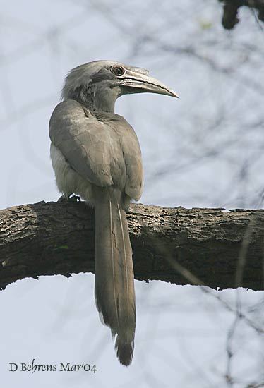 IndianGreyHornbill